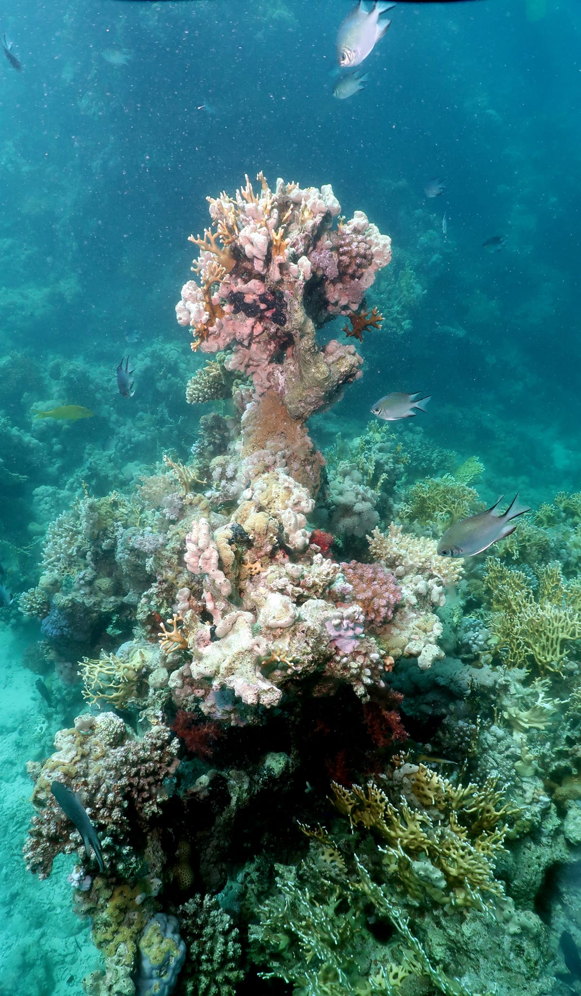 Sharm El Sheikh: Private Boat Trip to Ras Mohammed