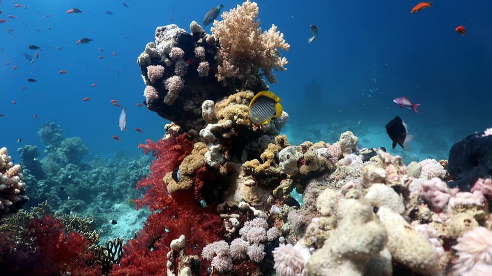 Sharm El Sheikh: Private Boat Trip to Ras Mohammed