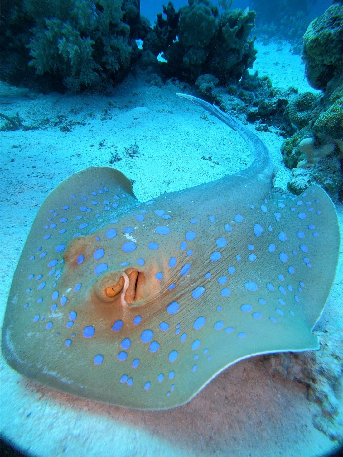 Sharm El Sheikh: Ras Mohamed National Park VIP Snorkeling & Diving Trip