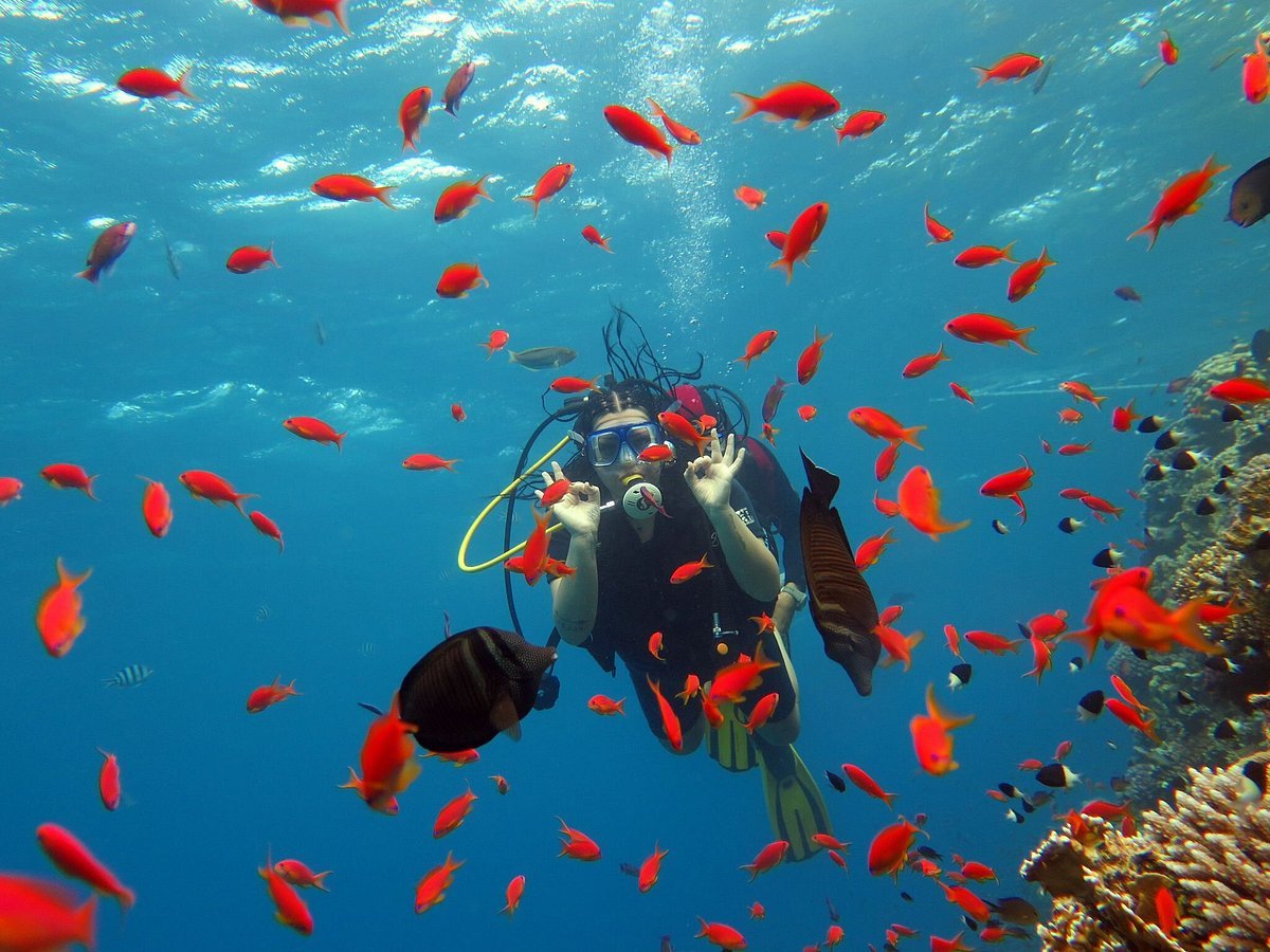 Sharm El Sheikh: Ras Mohamed National Park VIP Snorkeling & Diving Trip
