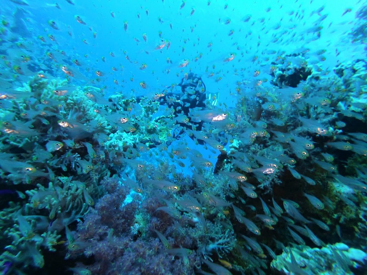 Sharm El Sheikh: Ras Mohamed National Park VIP Snorkeling & Diving Trip