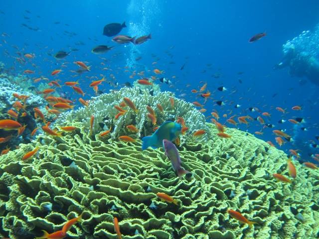 Sharm El Sheikh: Scuba Diver Course