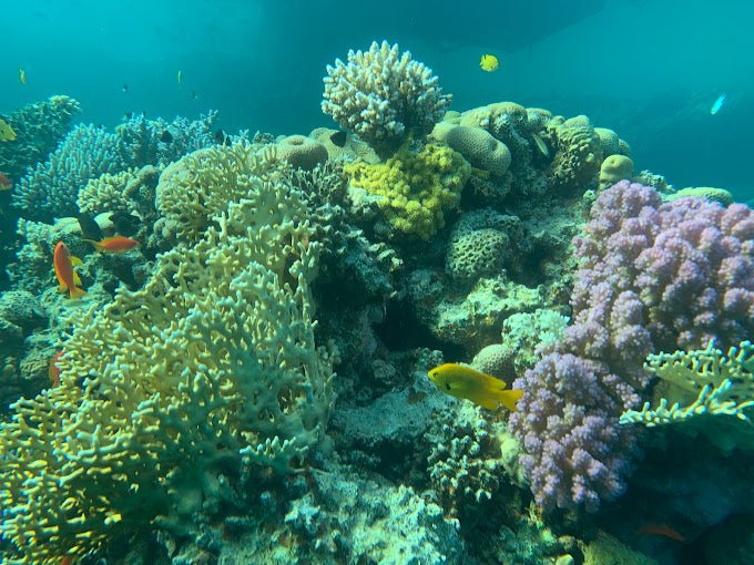 Sharm El Sheikh: Shore Dives in Sharks Bay