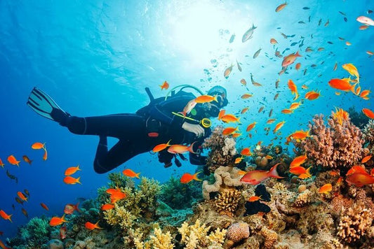 Sharm El Sheikh: Snorkeling and Diving to Ras Mohamed And White Island by VIP Boat