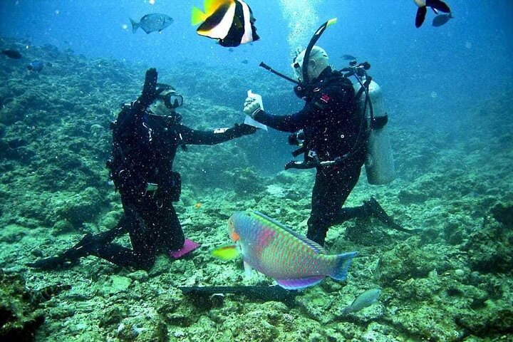 Sharm El Sheikh: Snorkeling and Diving to Ras Mohamed And White Island by VIP Boat