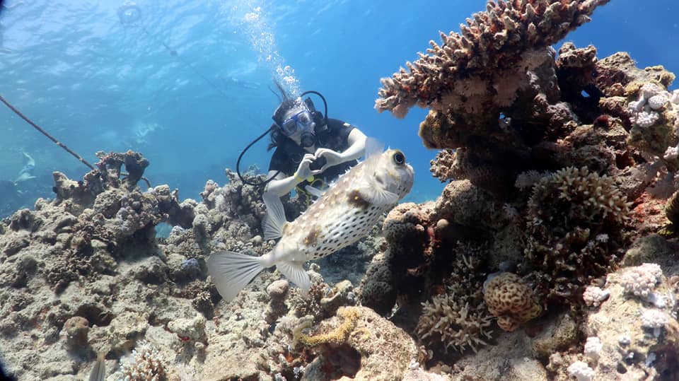 Sharm El Sheikh: Snorkeling Trip to Ras Mohammed by Boat