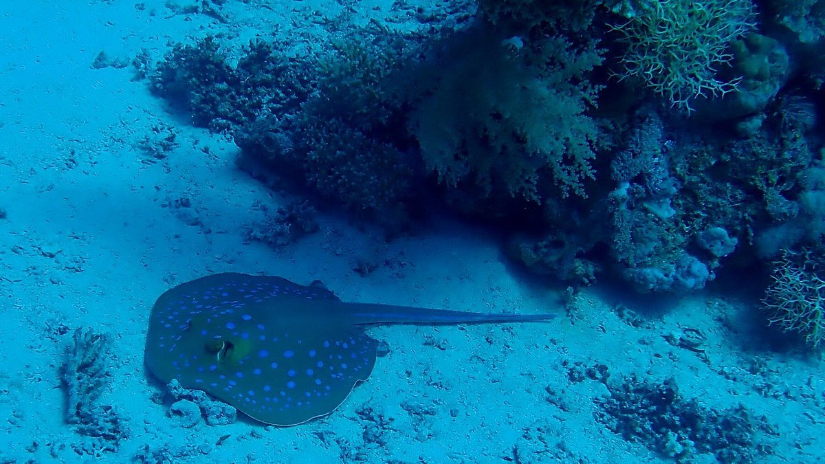 Sharm El Sheikh: Snorkeling Trip to Ras Mohammed by Boat from Sharm El Sheikh