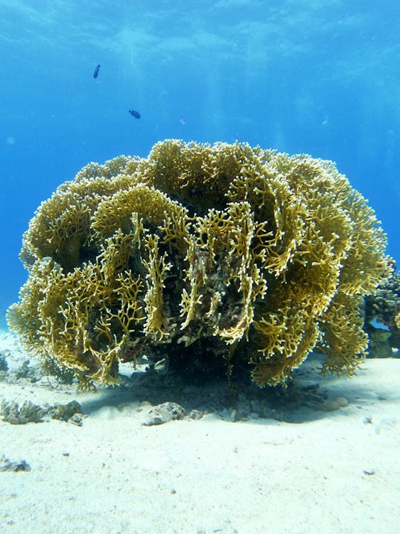 Sharm El Sheikh: Snorkeling Trip to Ras Mohammed by Boat from Sharm El Sheikh