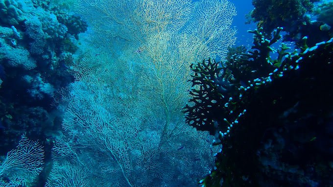 Sharm El Sheikh: Snorkeling Trip to Ras Mohammed by Boat from Sharm El Sheikh