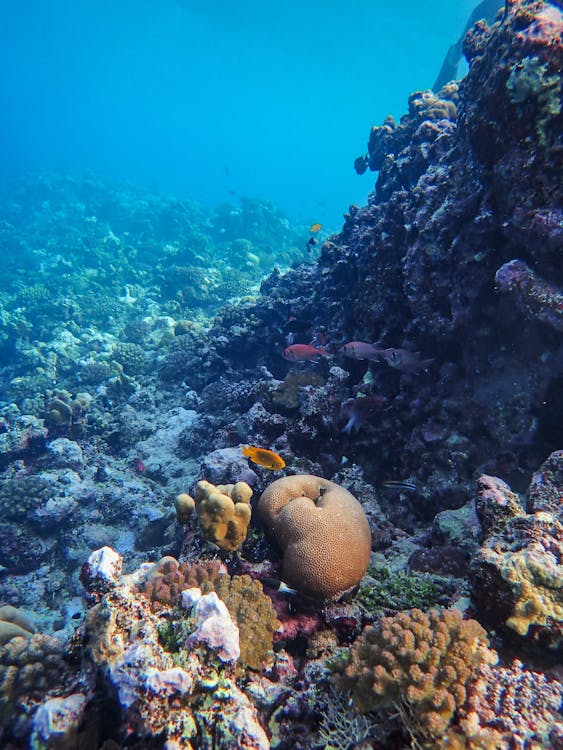 Sharm El Sheikh: Snorkeling Trip to Ras Mohammed by Boat from Sharm El Sheikh