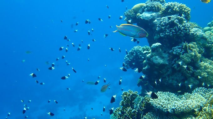 Sharm El Sheikh: Snorkeling Trip to Ras Mohammed by Boat from Sharm El Sheikh