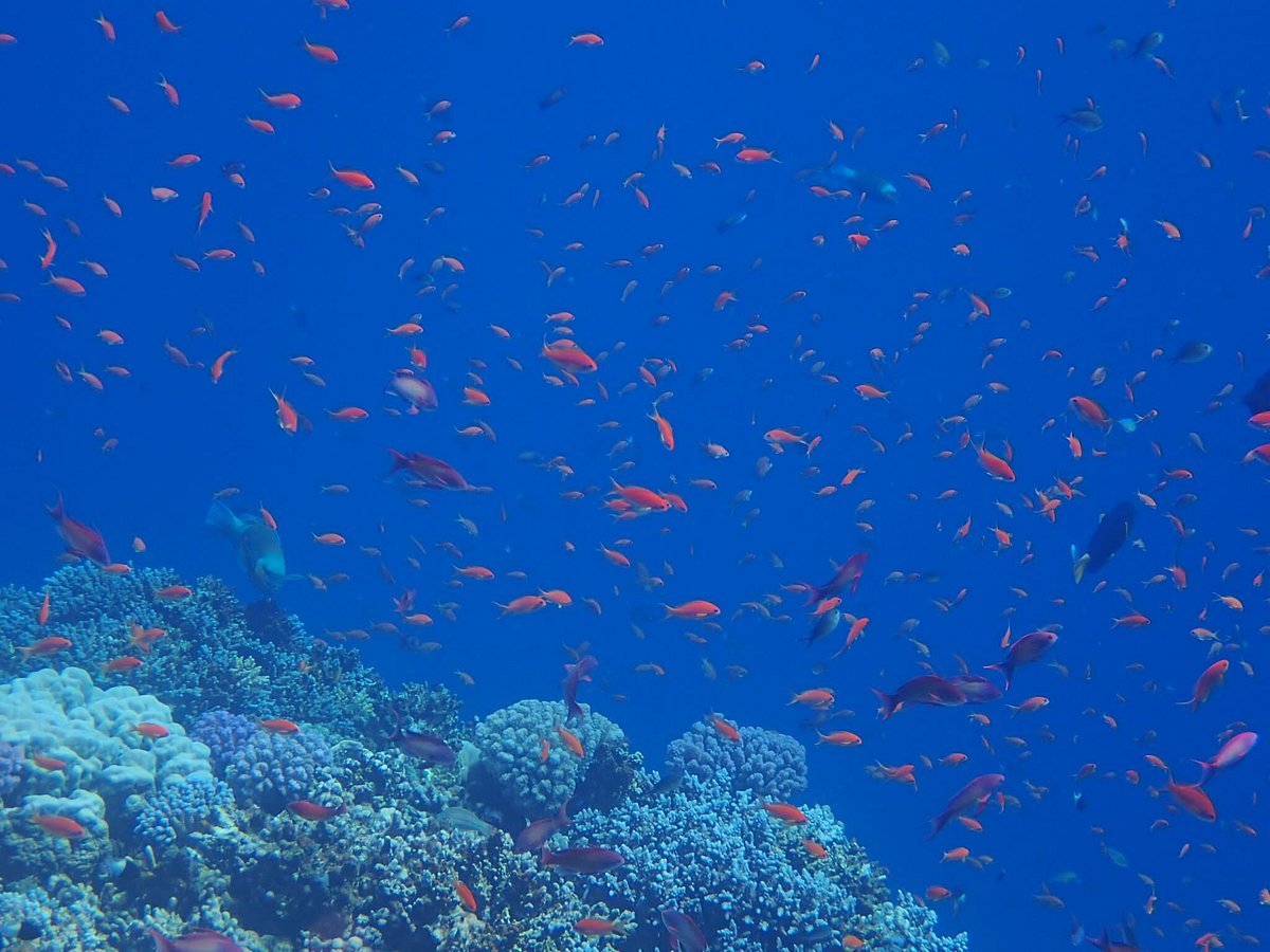 Sharm El Sheikh: Snorkeling Trip to Ras Mohammed by Boat from Sharm El Sheikh