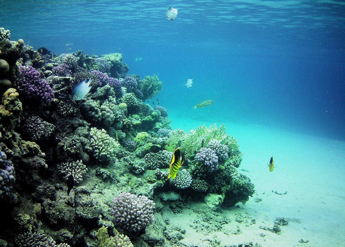 Sharm El Sheikh: Snorkeling Trip to White Island