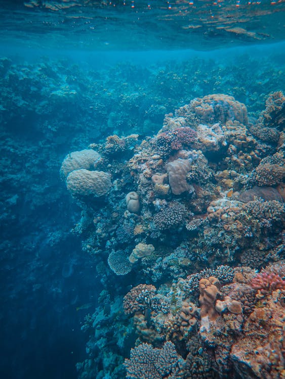 Sharm El Sheikh: Tiran Island Diving Trip for Certified Divers