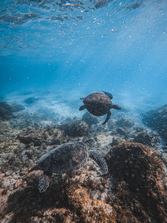 Sharm El Sheikh: Tiran Island Diving Trip for Certified Divers