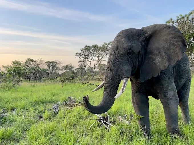 Dar es Salaam: Safari privado de 4 días en Bagamoyo y Saadani con tour de playa y vida silvestre