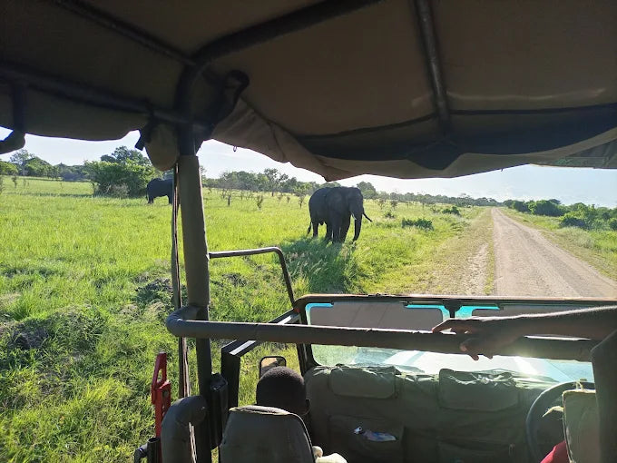 Dar es Salaam: Safari privado de 4 días en Bagamoyo y Saadani con tour de playa y vida silvestre