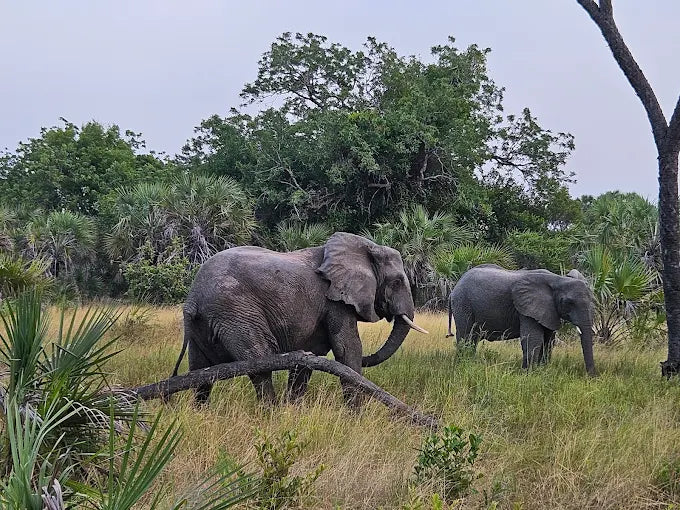 Dar es Salaam: Safari privado de 4 días en Bagamoyo y Saadani con tour de playa y vida silvestre
