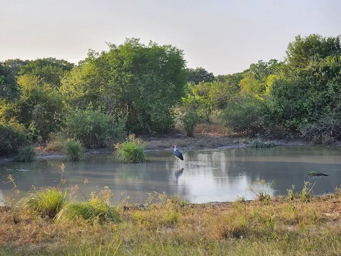 Dar es Salaam: Safari privado de 4 días en Bagamoyo y Saadani con tour de playa y vida silvestre