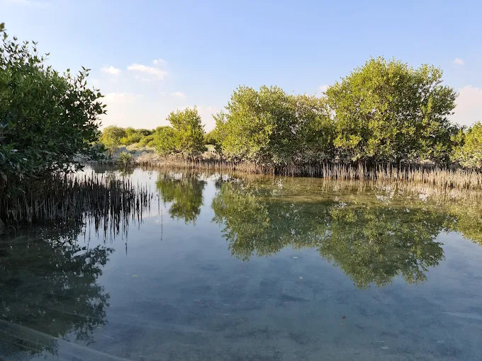 Al Thakira Mangroves