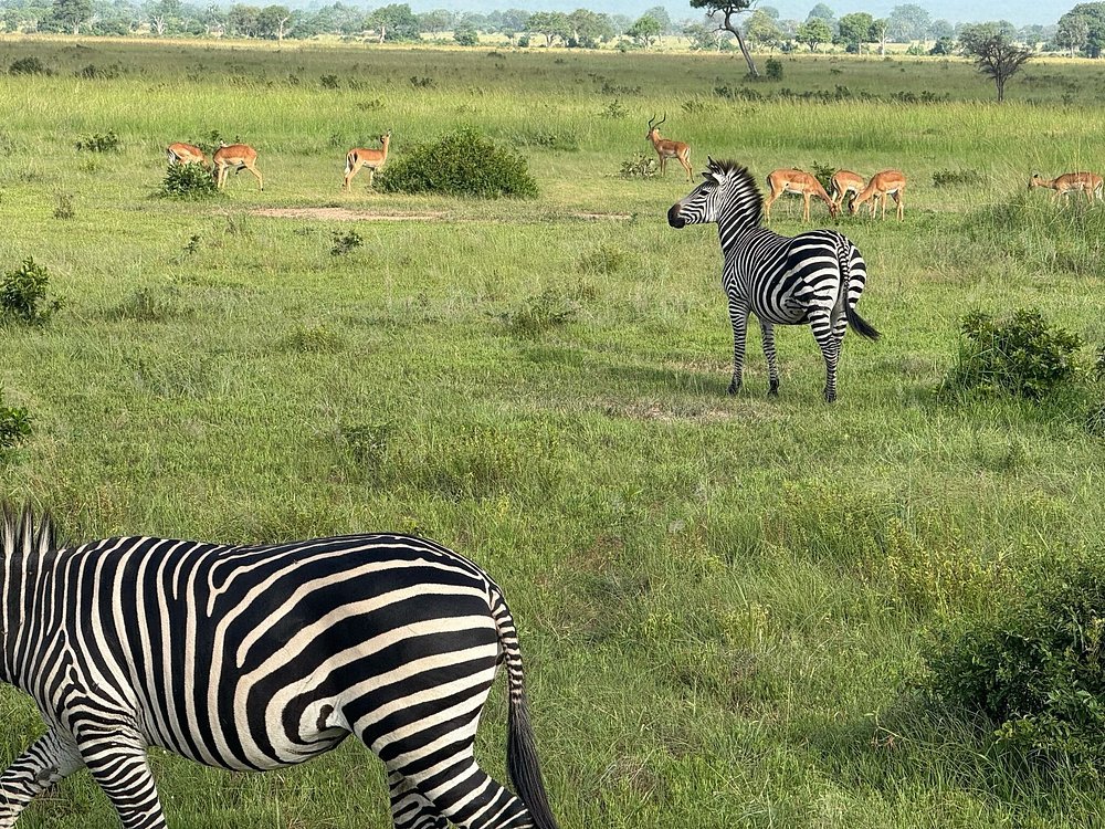 Zanzibar: 1 - Day Safari to Mikumi National Park by Plane