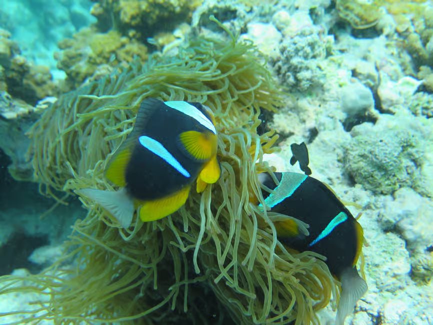 Zanzibar: 2 - Days Advanced PADI Open Water Diving Course with Lunch