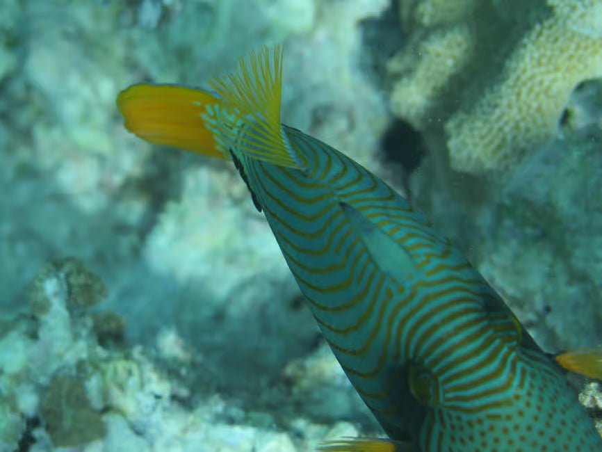 Zanzibar: 2 - Days Advanced PADI Open Water Diving Course with Lunch