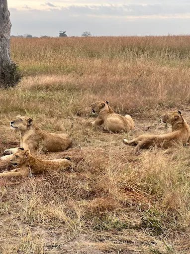 Zanzibar: 3 - Days Mikumi Safari and Big Five Adventure by Ferry