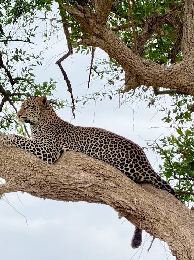 Zanzibar: 3 - Days Mikumi Safari and Big Five Adventure by Ferry