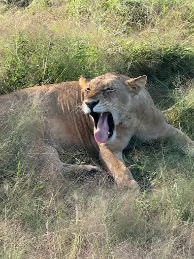 Zanzibar: 3 - Days Mikumi Safari and Big Five Adventure by Ferry
