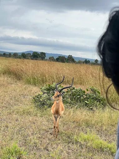 Zanzibar: 3 - Days Mikumi Safari and Big Five Adventure by Ferry