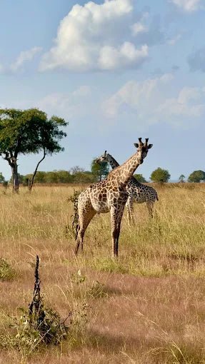 Zanzibar: 3 - Days Mikumi Safari and Big Five Adventure by Ferry