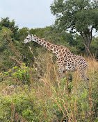 Zanzibar: 3 - Days Mikumi Safari and Big Five Adventure by Ferry