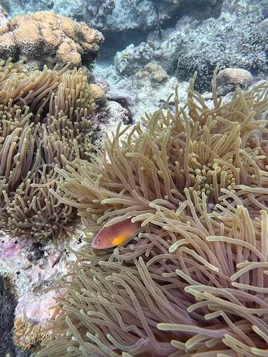 Zanzibar: Blue Lagoon Snorkeling and Jozani Forest Day Tour