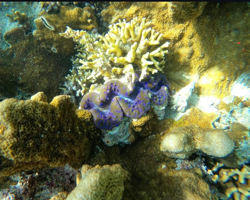 Zanzibar: Blue Lagoon, Starfish Garden, Rock Restaurant, and Maalum Cave Tour
