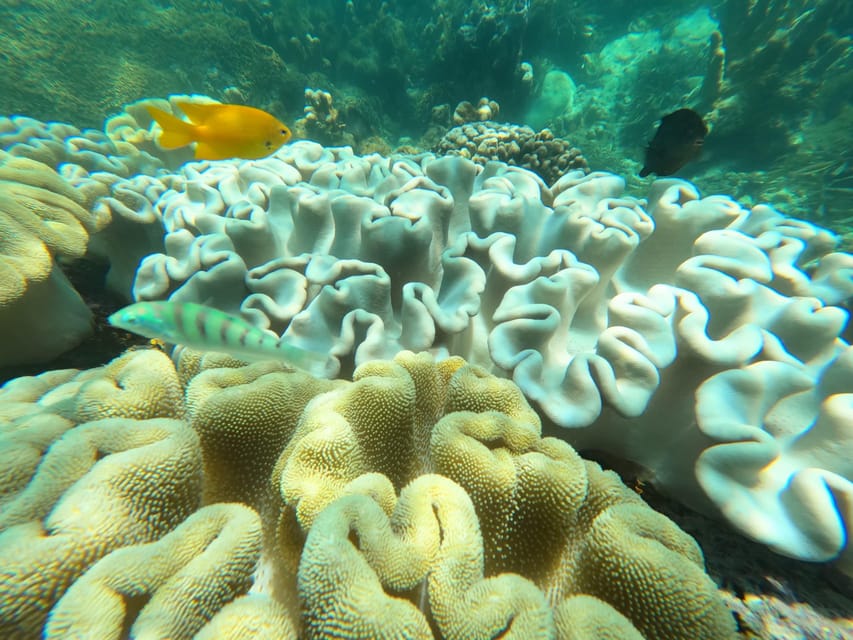 Zanzibar: Blue Lagoon, Starfish Garden, Rock Restaurant, and Maalum Cave Tour
