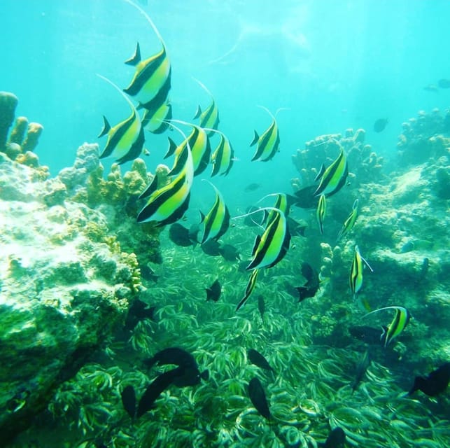 Zanzibar: Blue Lagoon, Starfish Garden, Rock Restaurant, and Maalum Cave Tour