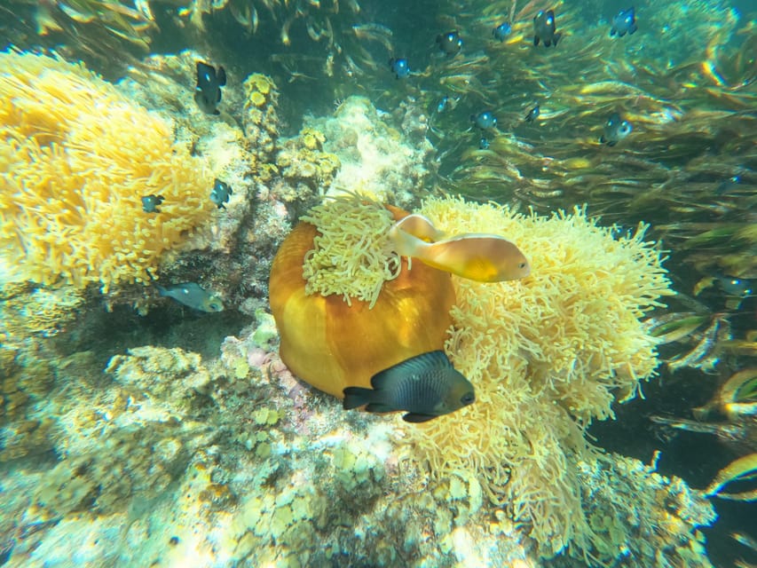 Zanzibar: Blue Lagoon, Starfish Garden, Rock Restaurant, and Maalum Cave Tour