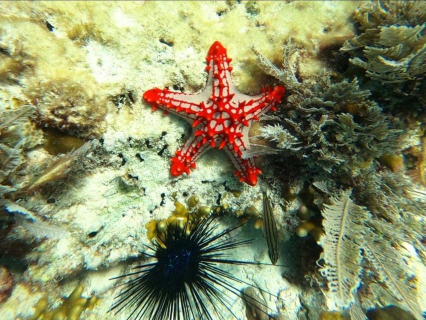 Zanzibar: Blue Lagoon, Starfish Garden, Rock Restaurant, and Maalum Cave Tour