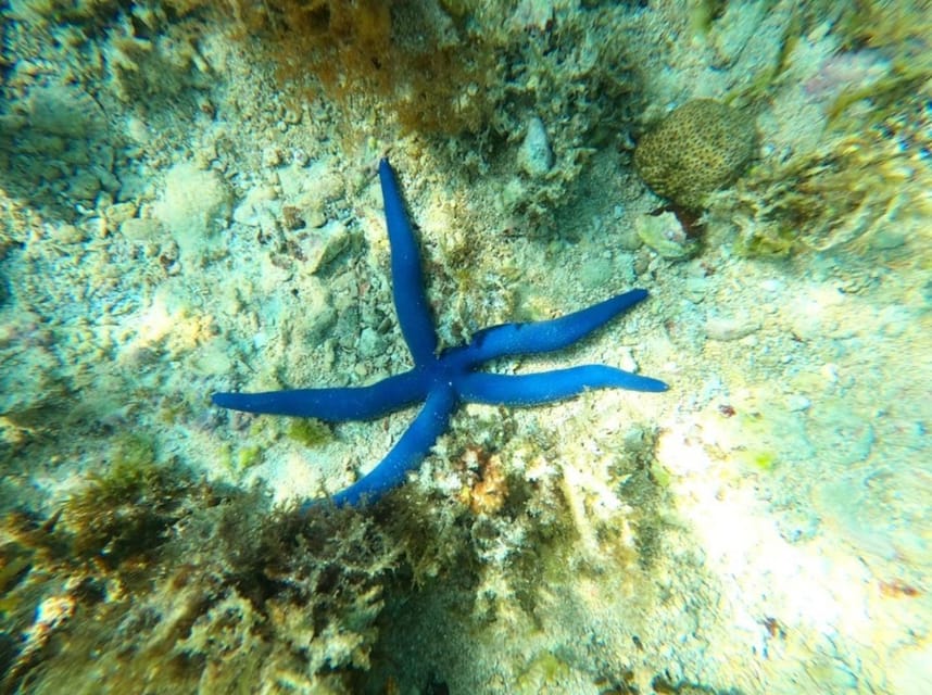Zanzibar: Blue Lagoon, Starfish Garden, Rock Restaurant, and Maalum Cave Tour
