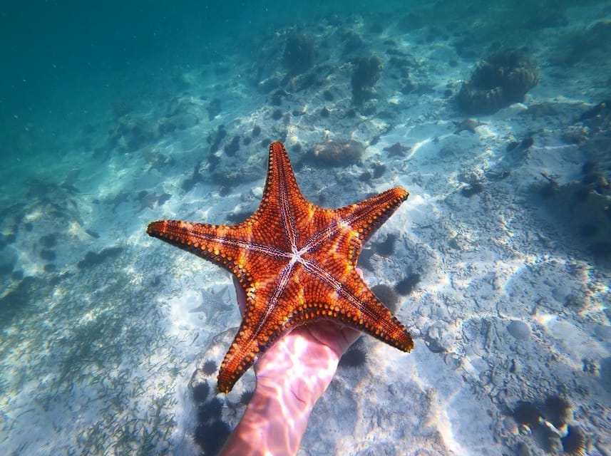 Zanzibar: Blue Lagoon, Starfish Garden, Rock Restaurant, and Maalum Cave Tour
