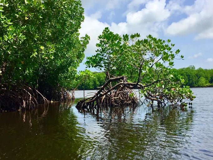 Zanzibar: Cultural Village and Nature Tour with Pangoni Caves and Canoeing