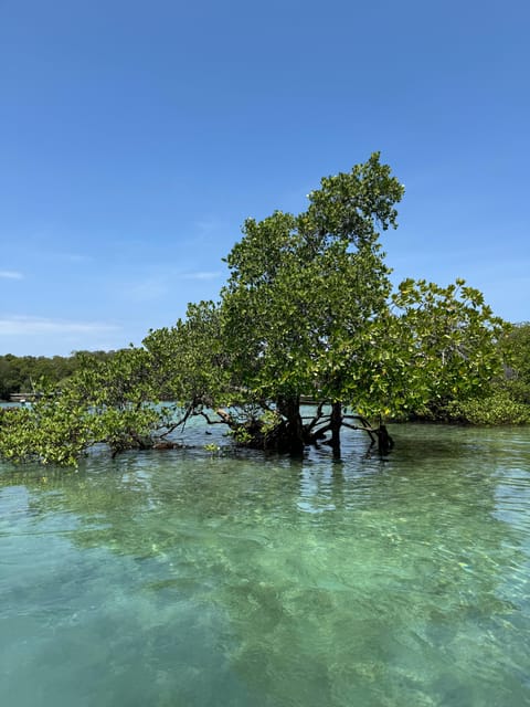 Zanzibar: Dhow Cruise with Snorkeling and Seafood Lunch on Kwale Island