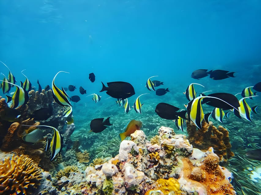 Zanzibar: Dhow Cruise with Snorkeling and Seafood Lunch on Kwale Island