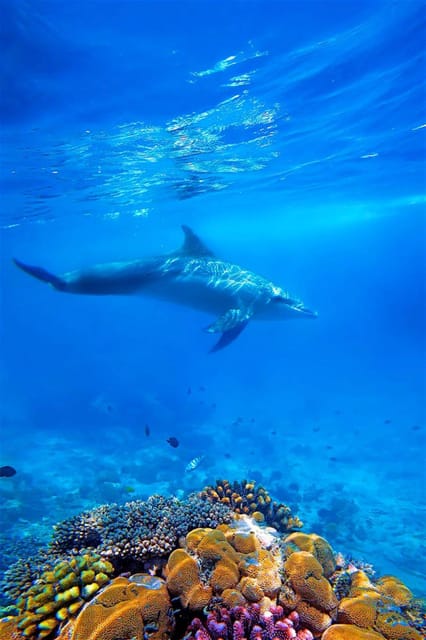 Zanzibar: Dolphin Encounter and Snorkeling Tour at Mnemba Island