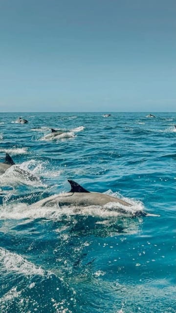 Zanzibar: Dolphin Encounter and Snorkeling Tour at Mnemba Island