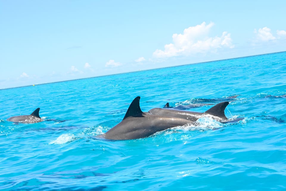 Zanzibar: Dolphin Swim and Snorkeling at Mnemba Atoll with Boat Ride