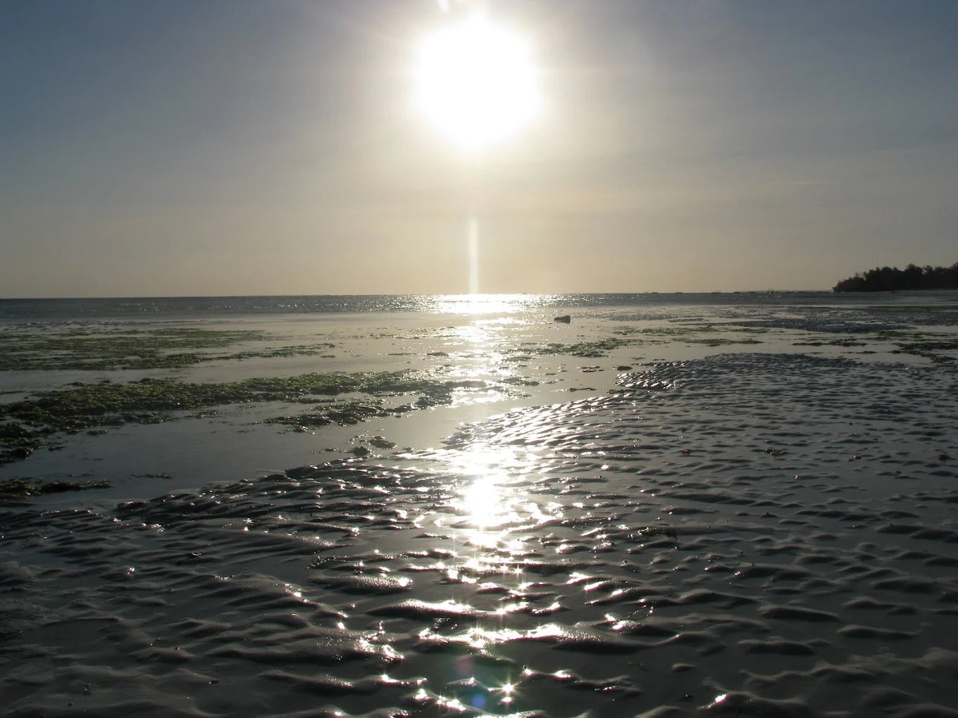 Zanzibar: Dolphin Watching and Snorkeling Tour in Menai Bay with Hotel Pickup