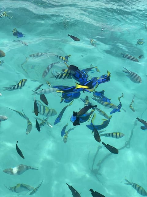 Zanzibar: Full - Day Dhow Boat Cruise at Fumba Beach with Snorkeling and Lunch