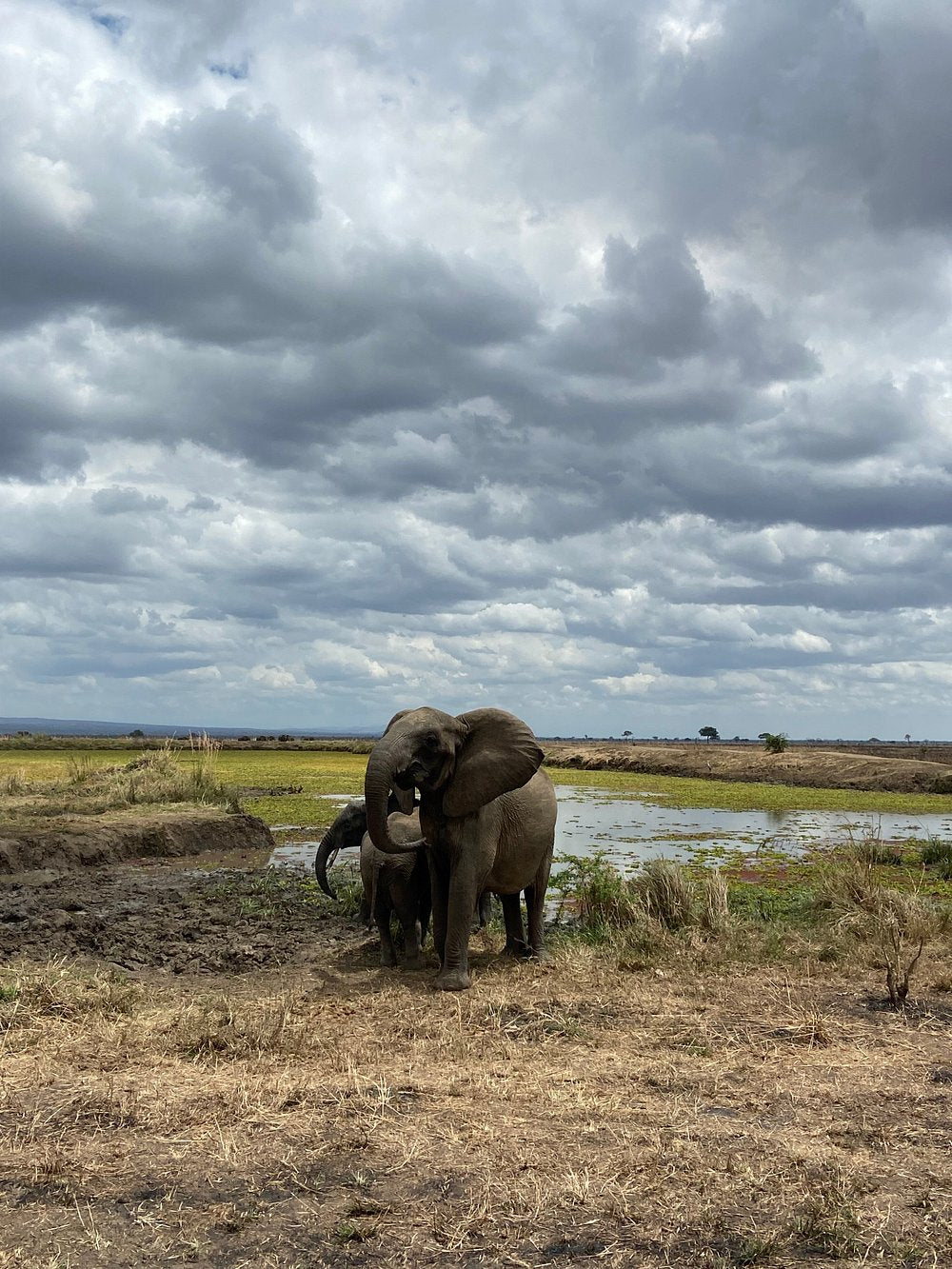 Zanzibar: Full - Day Mikumi National Park Safari by Flight with Game Drives